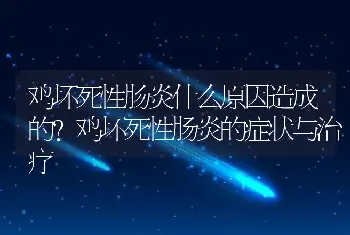 鸡坏死性肠炎什么原因造成的？鸡坏死性肠炎的症状与治疗