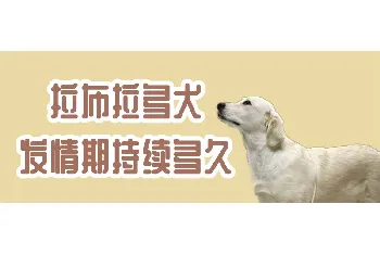 拉布拉多犬发情期持续多久