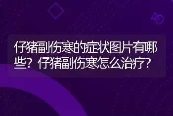 仔猪副伤寒的症状图片有哪些？仔猪副伤寒怎么治疗？