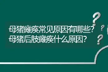 母猪瘫痪常见原因有哪些？母猪后肢瘫痪什么原因？