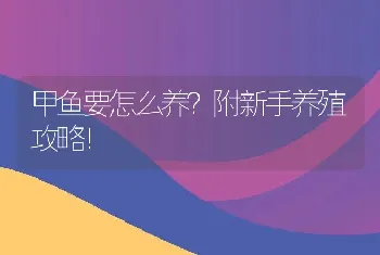 甲鱼要怎么养？附新手养殖攻略！