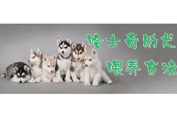 哈士奇幼犬喂养方法