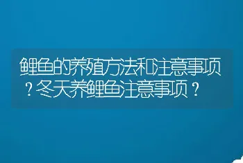 鲤鱼的养殖方法和注意事项？冬天养鲤鱼注意事项？