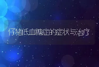 仔猪低血糖症的症状与治疗