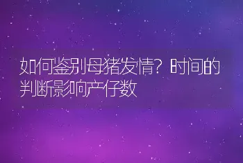 如何鉴别母猪发情？时间的判断影响产仔数