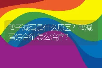 鸭子减蛋是什么原因？鸭减蛋综合征怎么治疗？