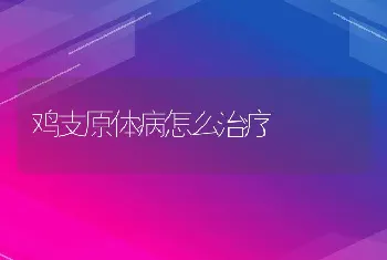 鸡支原体病怎么治疗