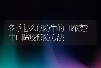 冬季怎么预防牛的口蹄疫?牛口蹄疫预防方法