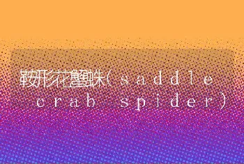 鞍形花蟹蛛(saddle crab spider)