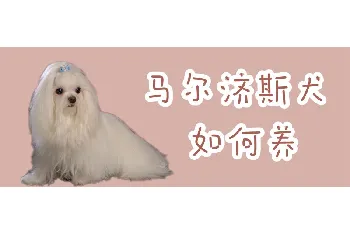 马尔济斯犬如何养