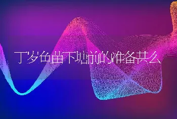 丁岁鱼苗下塘前的准备甚么