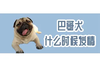 巴哥犬什么时候发情