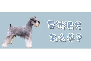 雪纳瑞犬怎么养