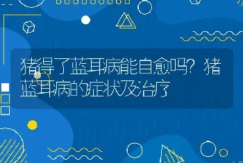 猪得了蓝耳病能自愈吗？猪蓝耳病的症状及治疗