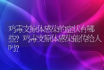 鸡毒支原体感染的症状有哪些?鸡毒支原体感染能传给人吗?