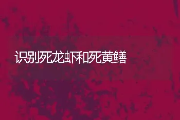 识别死龙虾和死黄鳝