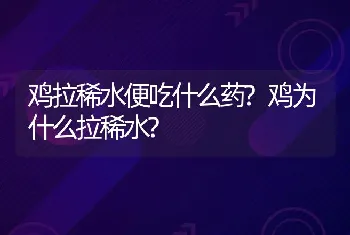 鸡拉稀水便吃什么药?鸡为什么拉稀水?