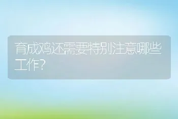 育成鸡还需要特别注意哪些工作？