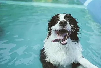 边境牧羊犬图片_边牧高清照片_边牧写真照