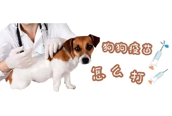 狗狗疫苗怎么打