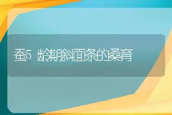 蚕5龄期斜面条的桑育