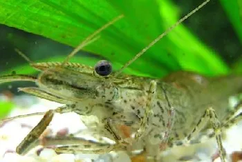 水族箱温度计该如何校对