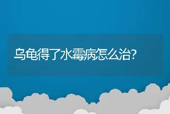 乌龟得了水霉病怎么治？