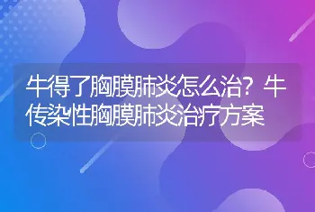 牛得了胸膜肺炎怎么治？牛传染性胸膜肺炎治疗方案