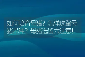 如何培育母猪？怎样选留母猪品种？母猪选留六注意！