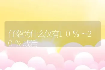 仔貂为什么仅有10%～20%成活