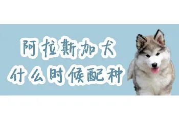 阿拉斯加犬什么时候配种