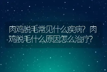 肉鸡脱毛常见什么疾病?肉鸡脱毛什么原因怎么治疗?