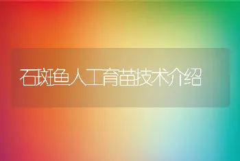 石斑鱼人工育苗技术介绍