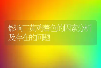 影响三黄鸡着色的因素分析及存在的问题