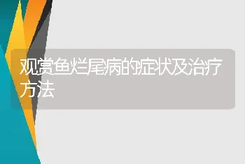 观赏鱼烂尾病的症状及治疗方法