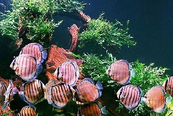 水族箱在造景上的素材选择