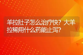 羊拉肚子怎么治疗快？大羊拉稀用什么药能止泻？