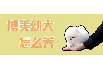 博美幼犬怎么养