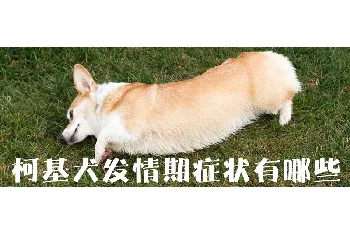 柯基犬发情期症状有哪些