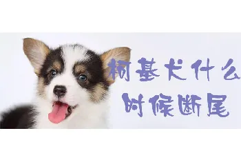 柯基犬什么时候断尾