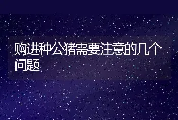 购进种公猪需要注意的几个问题