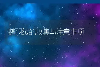 鹅羽绒的收集与注意事项