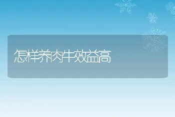 怎样养肉牛效益高