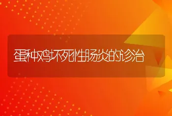 蛋种鸡坏死性肠炎的诊治