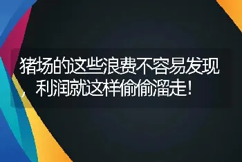 猪场的这些浪费不容易发现，利润就这样偷偷溜走！