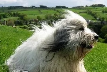 波兰低地牧羊犬好养吗 波兰低地牧羊犬日常喂养方法