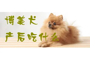 博美犬产后吃什么