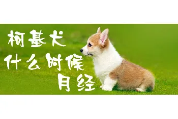 柯基犬什么时候月经