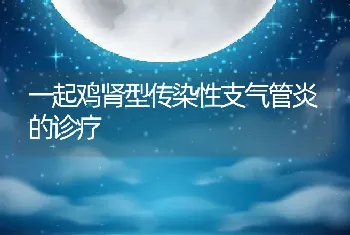 一起鸡肾型传染性支气管炎的诊疗