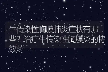 牛传染性胸膜肺炎症状有哪些？治疗牛传染性胸膜炎的特效药